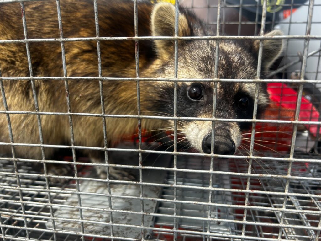 Blissfield Wildlife Control